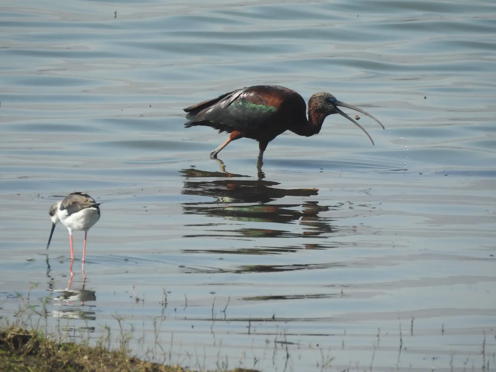 Halol Bird walk (2) copy