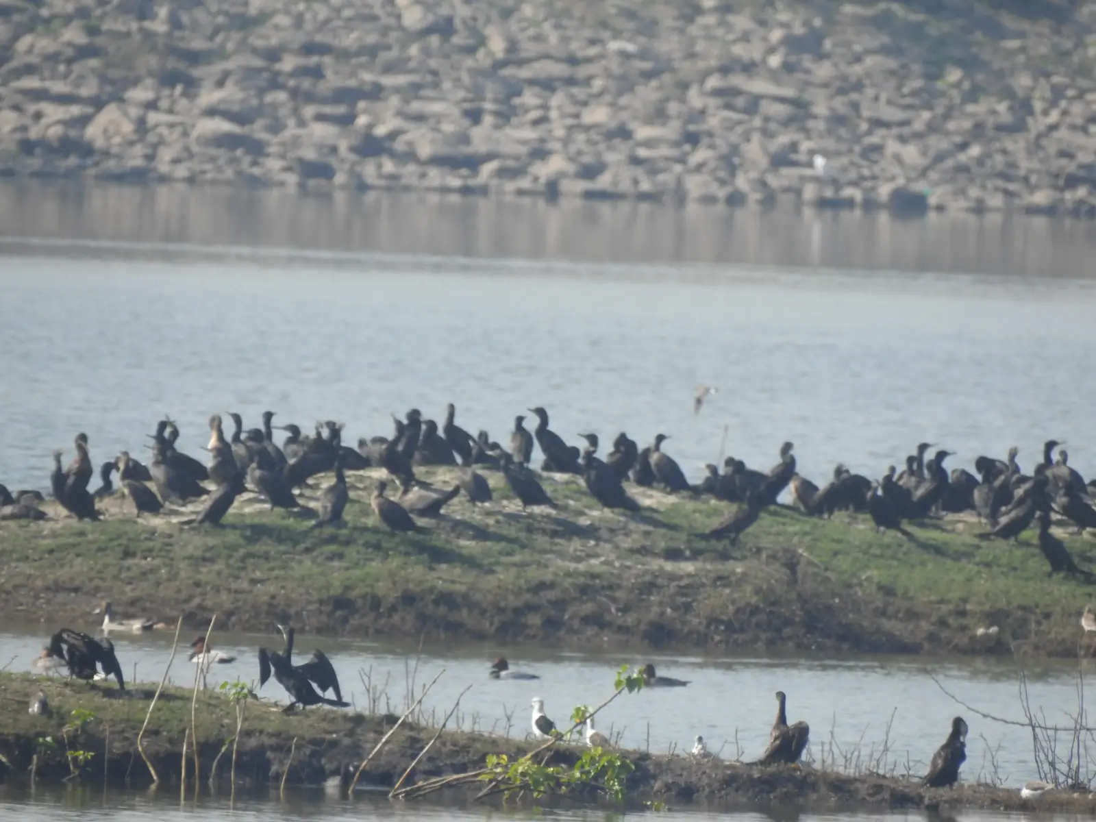Halol Bird walk (3) copy
