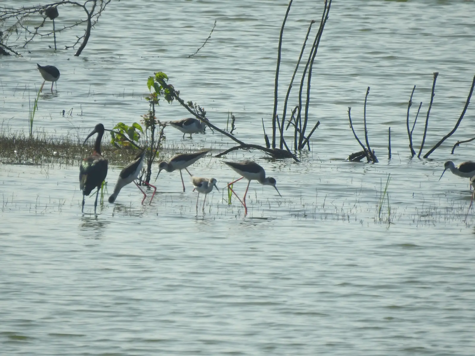Halol Bird walk (4) copy